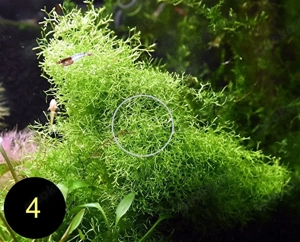 Flammenmoos, Spikymoos, Sternlebermoos, Aquarienpflanzen Bild 9