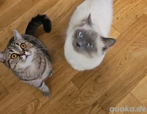 Kätzchen zu verkaufen