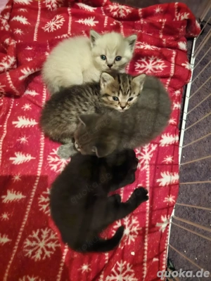Kätzchen zu verkaufen