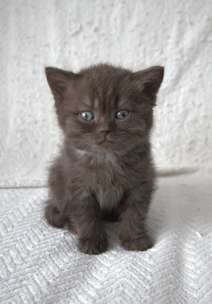 Reinrassiges BKH Britisch Kurzhaar kitten chocolate braun