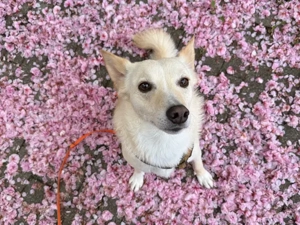 Merlin sucht ein ländliches, ruhiges Zuhause