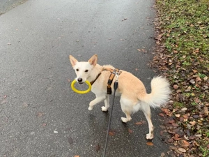 Merlin sucht ein ländliches, ruhiges Zuhause