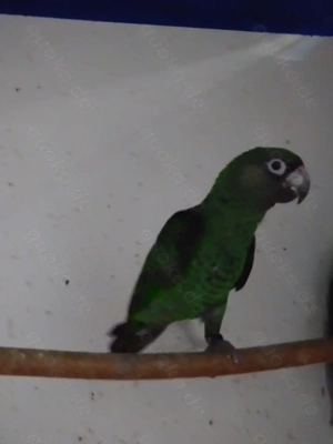 Grüne Kongo Papageien 