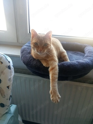 Sammy sucht leider ein neues Zuhause 