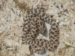 Hakennasennatter männlich 