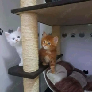 Maincoon-Kätzchen, 