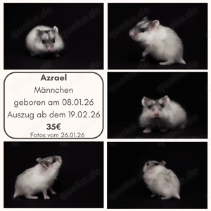 Campell Zwerghamster (Phodopus campbelli)