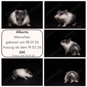 Campell Zwerghamster (Phodopus campbelli)