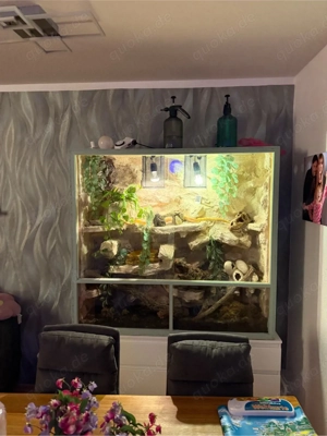 OSB Terrarium inkl. Kornnatter Felslandschaft Beleuchtung Deko