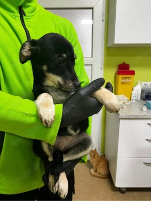 Blaze sucht ein warmes körbchen