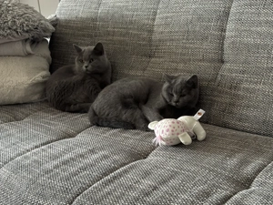 Wir SUCHEN einen BKH Deckkater