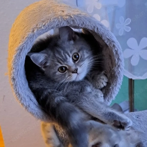 Britisch Kurzhaar Kitten   1 Mädchen noch frei