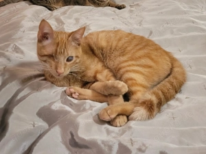 Zutraulicher Sully sucht sein sicheres Für Immer -Zuhause