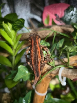 Auriculatus Höckerkopfgeckos