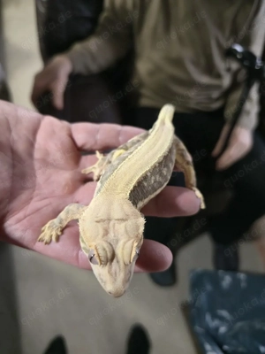 Kronengecko Lilly White 