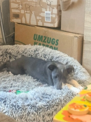 Kleiner Welpe abzugeben 