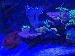 Montipora rot  Bild 2