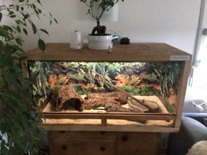 2x Boa Constrictor Imperator Schlange inkl. Terrarium 