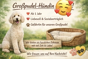 Liebevolles Zuhause für Großpudel-Hündin geboten