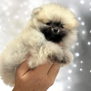 Pomeranian