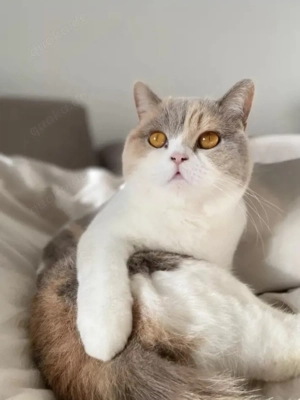 BKH Katze in Lilac Tortie White 