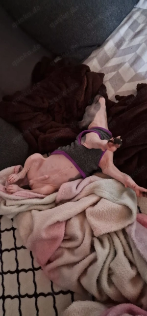 American hairless Terrier  Bild 2