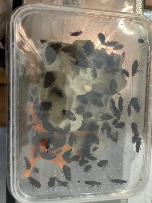 0.0.100 Diploptera bipunctata 