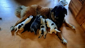 Welpen vom Schmiedehof