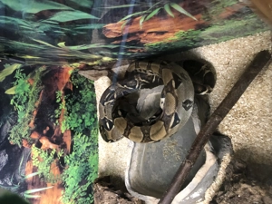 Schlangen Boa Constrictor mittlere Größe 