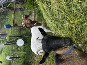 Buren,- und Schwarzwaldziege herzugeben