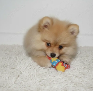 Pomeranian Welpe , Hündin Bild 2
