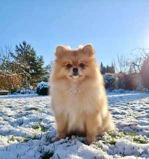 Pomeranian Welpe , Hündin Bild 3
