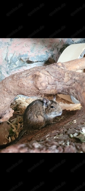 Degu sucht ein liebes Zuhause