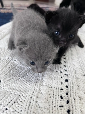 Bkh x Russisch blau x Siam Kitten  Bild 2