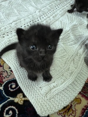 Bkh x Russisch blau x Siam Kitten  Bild 4