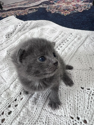 Bkh x Russisch blau x Siam Kitten  Bild 5