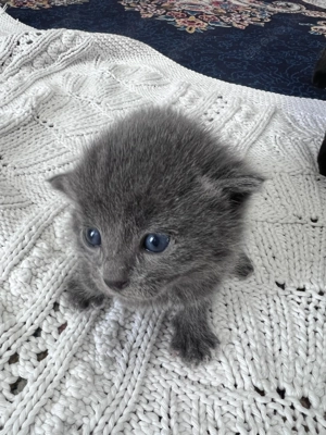 Bkh x Russisch blau x Siam Kitten  Bild 6