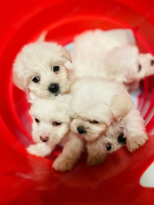 Malteser Welpen Reinrassig