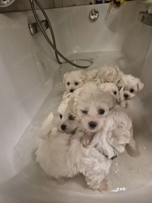 Malteser Welpen Reinrassig