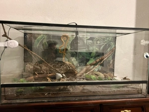 Kornnatter + Terrarium