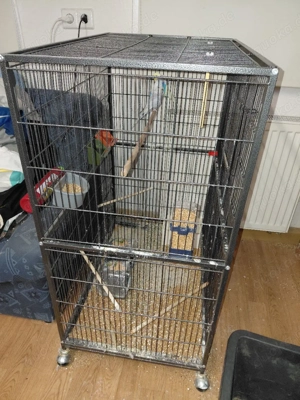 2 Weibliche Wellensittiche 