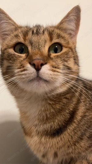 Katze Weiblich 2 Jahre alt 