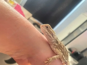 zwergbartagam von 2025 in liebevolle hände abzugeben   