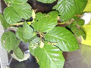 wandelnde Blätter Phasmiden 