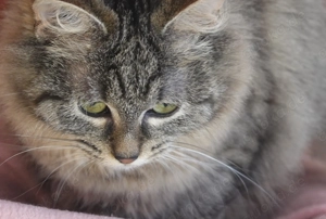 Wunderbare halb langhaarige Kitten , sehr flauschiges Fell