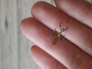 wandelnde Blätter Phasmiden  Bild 2