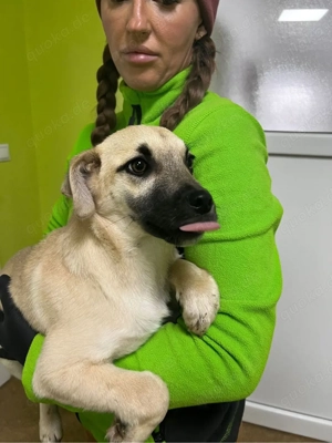 Bella sucht ein Zuhause