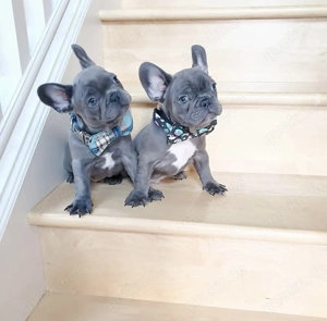 Extrem süß Französische Bulldoggen Welpen