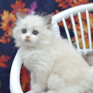 Entzückendes Ragdoll-Kätzchen