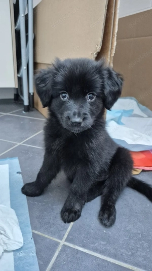 Junge Hundewelpen Mischling